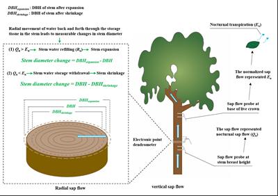 Nocturnal sap flow as compensation for water deficits: an implicit water-saving strategy used by mangroves in stressful environments